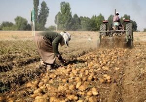 افزایش ۱۱ درصدی فروش جهانی سیب زمینی صادراتی در ۲۰۲۴؛ بازار اروپا داغ است