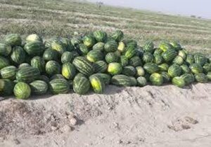 انتقال آب برای تولید هندوانه؟/برای تولید هر هندوانه چقدر آب مصرف میشود؟