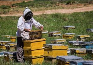 انقلاب ماشین های زنبورداری در سال ۲۰۲۶؛ پیش بینی رشد ۳.۲درصدی اندازه بازار تا ۲۰۳۱