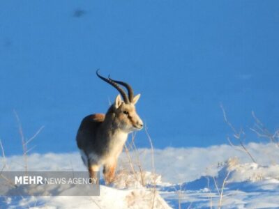 بارشها زیستگاههای اصفهان را زنده کرد؛ کاهش غبارخیزی تالاب گاوخونی
