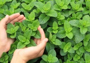 تحلیل بازار نعناع فلفلی در سال ۲۰۲۴؛ آسیایی ها بالاترین ارزش دلاری را به فروش رساندند