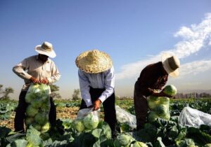 جایی برای نگرانی نیست/تهران برای کاشت کلم و صیفیجات آب دارد