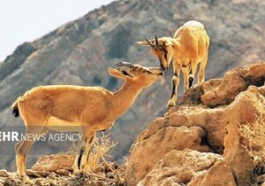محیط زیست فیروزکوه: حیاتوحش در زمستان به روستاها نزدیکتر میشود