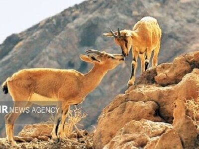 محیط زیست فیروزکوه: حیاتوحش در زمستان به روستاها نزدیکتر میشود