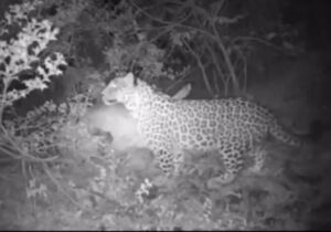 مشاهده پلنگ ایرانی در ارتفاعات جاده شهمیرزاد – چاشم