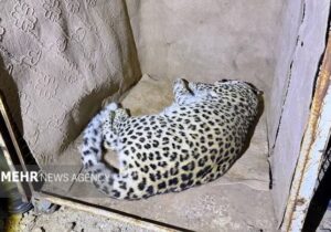 پلنگ شهمیرزاد در تور حفاظت؛ «زندهگیری»برای نجات حیاتوحش و امنیت مردم