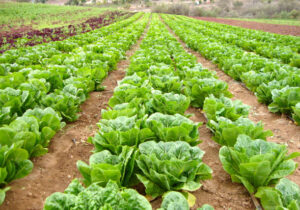 پیش بینی ارزش ۵.۳۶میلیارد دلاری بازار جهانی کاهو | کاهش ۷۹درصدی ارزش صادراتی کاهوی ایران