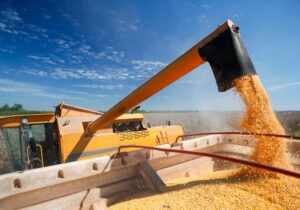 چشمانداز بازار غلات در سال ۲۰۲۶؛ کشاورزان به دانههای روغنی روی میآورند