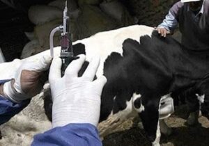 ۲۶ هزار راس دام درگیر بیماری تب برفکی شدند