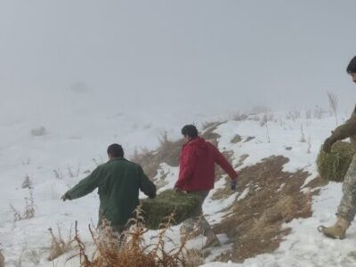 توزیع علوفه در پناهگاه حیات وحش خوشییلاق برای مقابله با کمبود غذا
