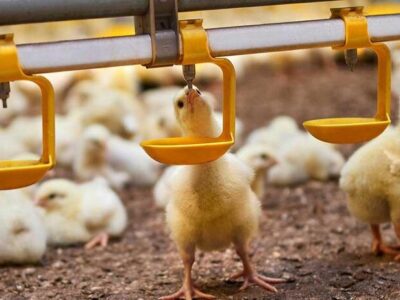 دولت به مرغداران ۷۰ همت بدهکار است؛ روایت جراحی سخت بدون بیهوشی