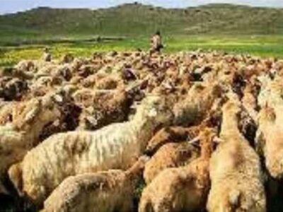 کنترل چرای دام در مناطق حساس آبی