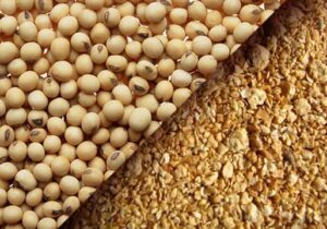 ارزش ۱۰۴.۲۳میلیارد دلاری بازار کنجاله سویا در ۲۰۲۵؛ چشم انداز ۱۳۴.۸۳میلیارد دلاری تا ۲۰۳۱