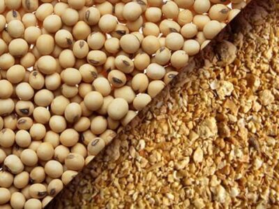 ارزش ۱۰۴.۲۳میلیارد دلاری بازار کنجاله سویا در ۲۰۲۵؛ چشم انداز ۱۳۴.۸۳میلیارد دلاری تا ۲۰۳۱