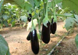 ارزش ۱۳میلیون دلاری صادرات بادمجان ایران؛ صادرات ایران ۶۵درصد کاهش یافت