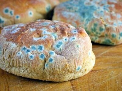 جدا کردن قسمت کپک زده از غذا کافی نیست!/ غذای کپک زده فقط مسموم نمی کند کبد و کلیه را هدف می گیرد!