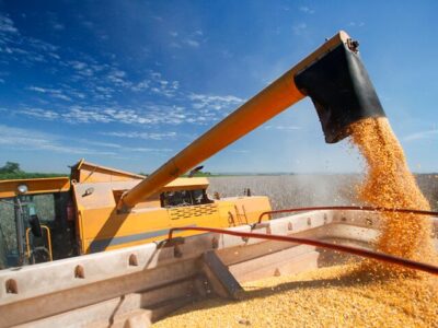 عرضه جهانی گندم به رکورد جدیدی رسید؛ پیش بینی افزایش ۶درصدی تولید جهانی غلات