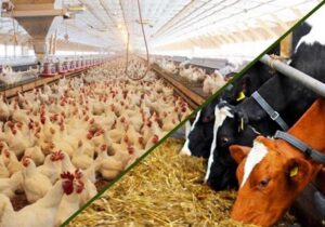 مشکل تأمین نهادههای اساسی ماههای اخیر رفع شد