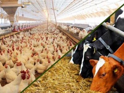 مشکل تأمین نهادههای اساسی ماههای اخیر رفع شد