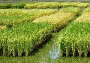 هستهای در کشاورزی ــ ۸۳| کنترل کرم ساقهخوار برنج