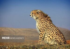 پایان ماه‌ها نگرانی؛ «فراز» یوزپلنگ آسیایی دوباره در توران رؤیت شد