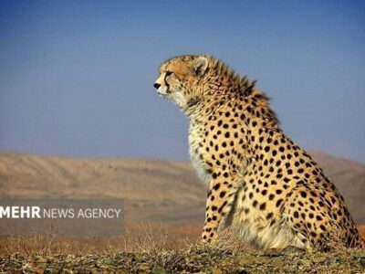 پایان ماهها نگرانی؛ «فراز» یوزپلنگ آسیایی دوباره در توران رؤیت شد