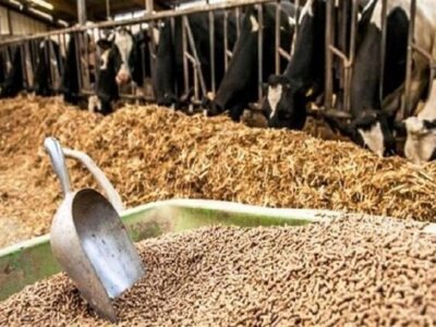 یک سوال از دولت| افزایش تولید نهاده دام چاره ندارد؟