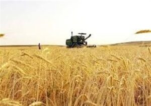 جدید ترین برآورد حاکی از تولید ۱۳ میلیون تن گندم در کشور است