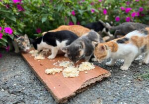 آسیبهای غذارسانی به حیوانات شهری؛ برهم خوردن تعادل زیستی