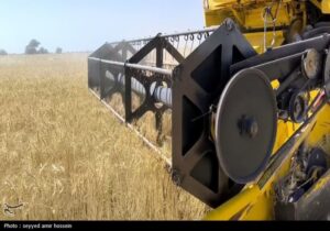 آغاز برداشت گندم در ۶ استان کشور