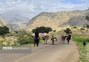 آغاز کوچ بهاره عشایر ایلام؛تمام راه های کوچ ییلاقی باز است