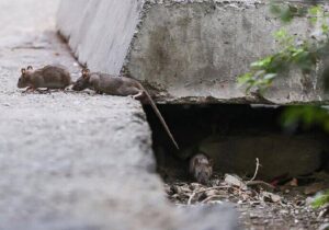 افزایش جمعیت موشها در تهران؛ راهکار محیط زیست چیست؟