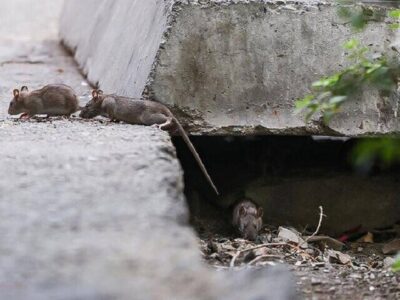 افزایش جمعیت موشها در تهران؛ راهکار محیط زیست چیست؟