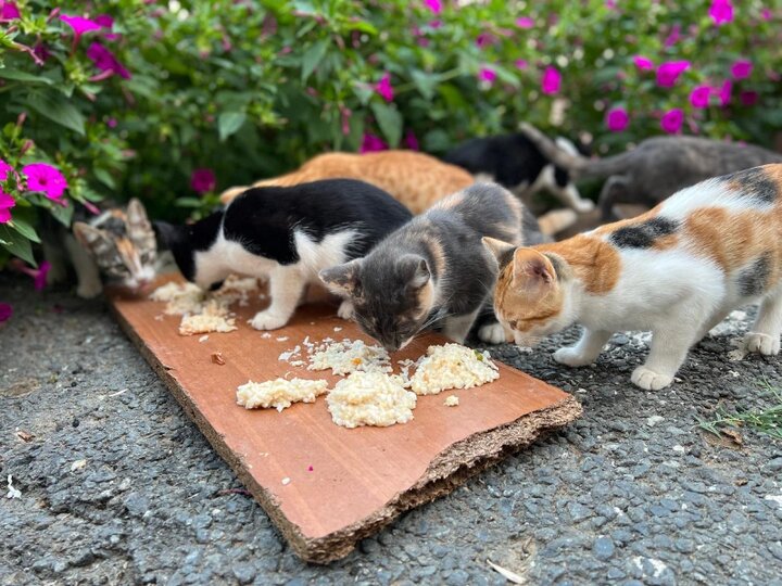 افزایش جمعیت موشها در تهران؛ راهکار محیط زیست چیست؟ افزایش جمعیت موشها در تهران؛ راهکار محیط زیست چیست؟