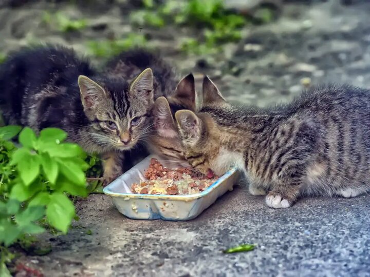 افزایش جمعیت موشها در تهران؛ راهکار محیط زیست چیست؟ افزایش جمعیت موشها در تهران؛ راهکار محیط زیست چیست؟