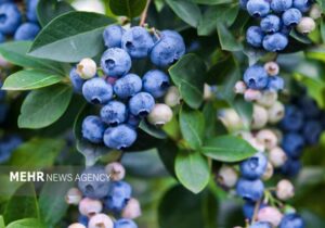 برداشت ۱.۵ تن بلوبری از باغات نور