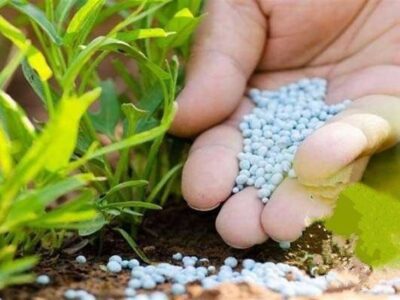 تأثیر تنش درخلیج فارس بر بازارهای جهانی کود شیمیایی و تولید غذا