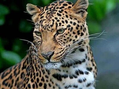 تلف شدن پلنگ ایرانی در برخورد با قطار در فیروزکوه