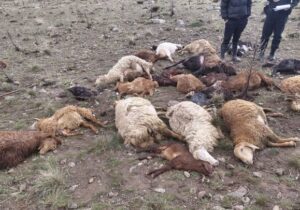 تلف شدن ۲۵ راس احشام و مصدومیت چوپان براثر برخورد صاعقه در مشگین شهر