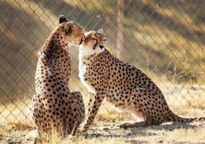 جشن بلوغ ۳یوز ماده در دل شاهرود؛بحران کمبود یوز نر بارور در مرکز تکثیر