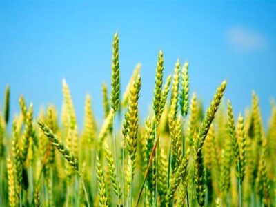 خرید تضمینی گندم از هفته آینده آغاز میشود