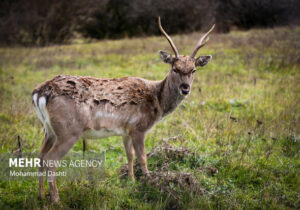 خسارات محیط زیستی «جنگ رمضان» اعلام شد