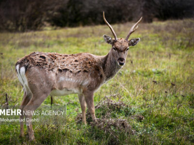 خسارات محیط زیستی «جنگ رمضان» اعلام شد