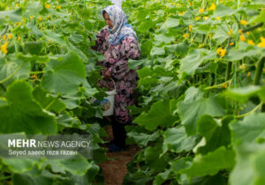 رونق کشت در شاهرود با ۱۶۰ گلخانه فعال؛ تولید سالانه ۴ هزار تن محصول