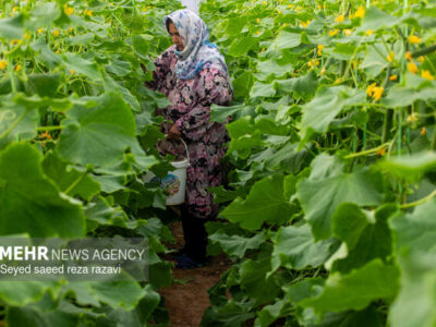 رونق کشت در شاهرود با ۱۶۰ گلخانه فعال؛ تولید سالانه ۴ هزار تن محصول