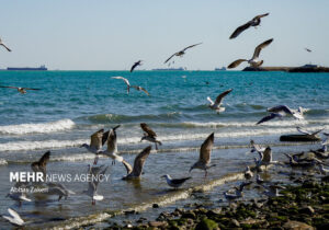 زمانبر بودن جبران آسیبهای محیطزیستی خلیج فارس