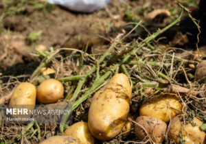 صادرات سیب زمینی مجاز شد