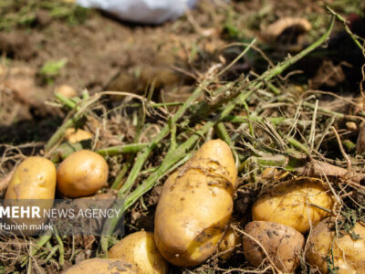 صادرات سیب زمینی مجاز شد