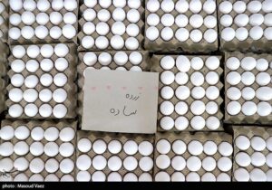 قیمت تخم مرغ کاهش مییابد