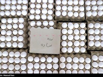 قیمت تخم مرغ کاهش مییابد